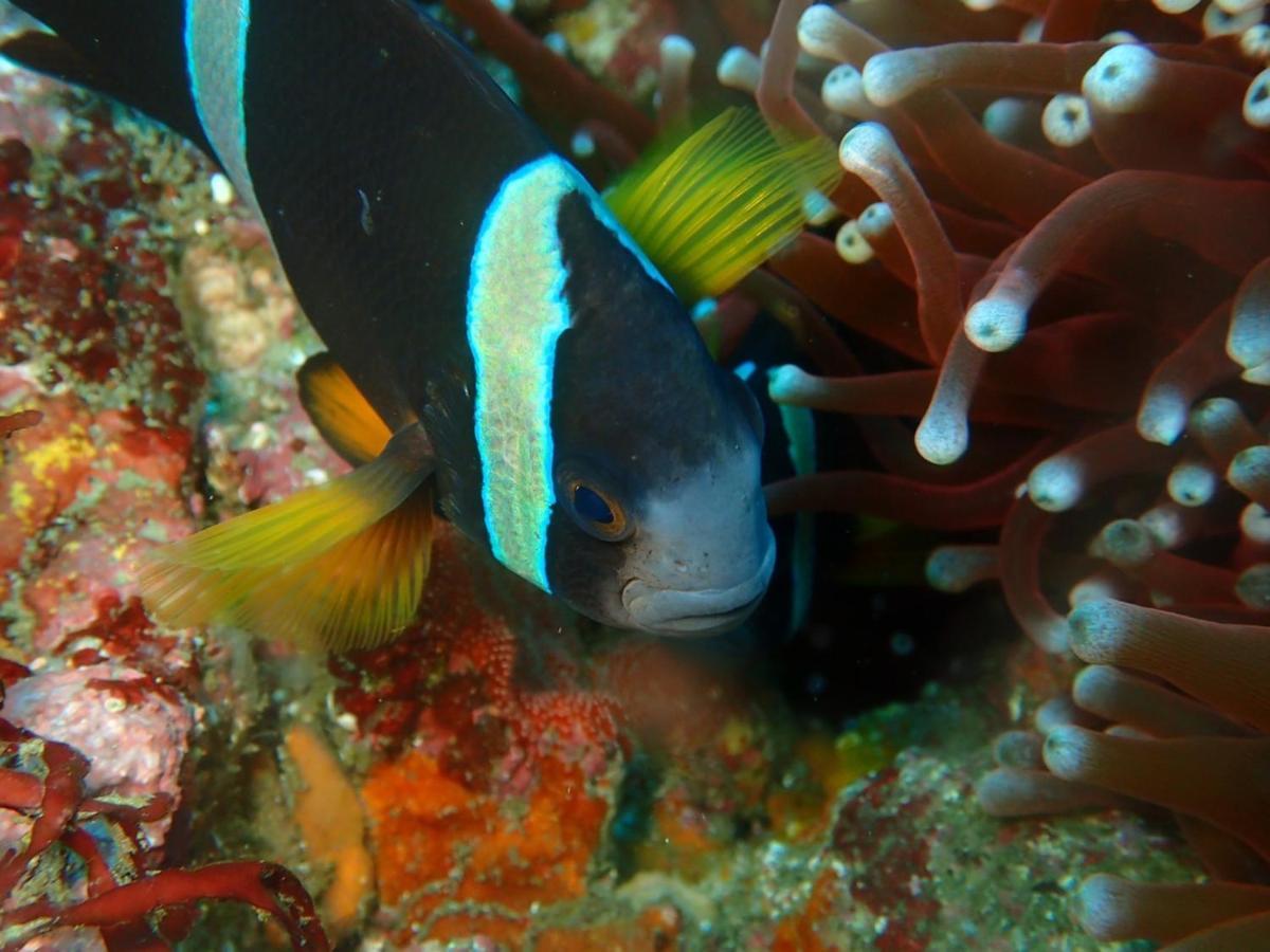 癒楽 伊豆大島 Pansiyon Dış mekan fotoğraf